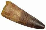 Fossil Spinosaurus Tooth - Real Dinosaur Tooth #345408-1